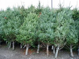  Poliţiştii continuă acțiunea „Pomi de Crăciun”