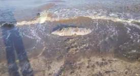 Pompierii intervin în Mamaia. Un rezervor de avion, înfipt în nisipul îngheţat (video)