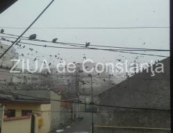 Imagini desprinse din Hitchcock Stoluri de păsări au întunecat, azi, cerul într-un cartier al Constanței  