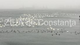 Imagini de colecţie. Circa 200 de lebede în portul Constanţa (galerie foto+video) 