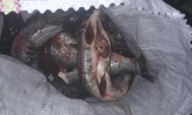 Zeci de kilograme de icre şi peşte, confiscate de la un tulcean