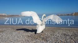 Adrian Păunescu - Dacă tu ai dispărea