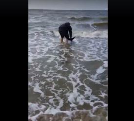 Pui de delfin, eșuat pe plajă la Eforie (video)