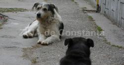 Municipalitatea caută soluţii pentru rezolvarea problemei câinilor fără stăpân din Constanţa (document)