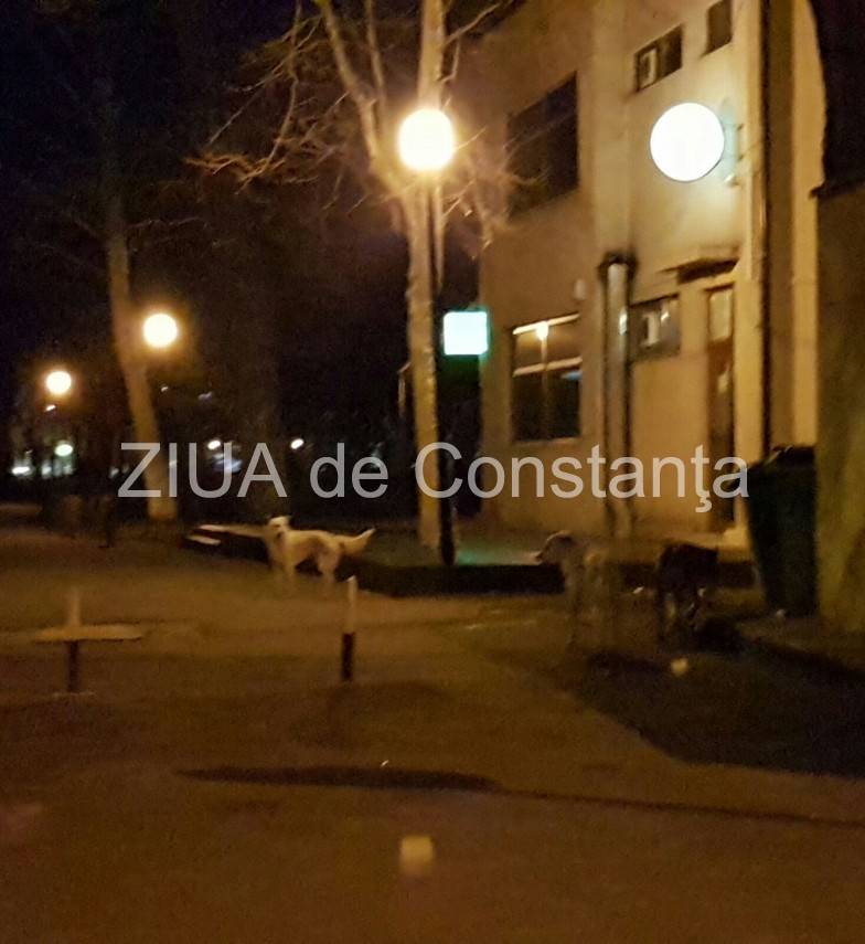 constanta cainii fara stapan in plimbare pe trecerea de pietoni si in parcul de la gara 625318