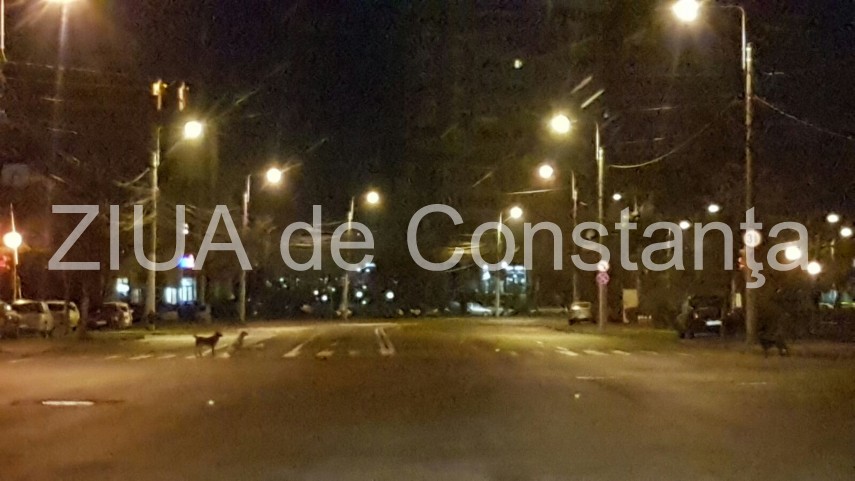 constanta cainii fara stapan in plimbare pe trecerea de pietoni si in parcul de la gara 625318