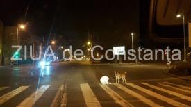 Constanţa Câinii fără stăpân, în „plimbare” pe trecerea de pietoni şi în parcul de la Gară (galerie foto+video)  
