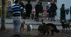 Copil atacat de câine. Stăpânul animalului a fugit