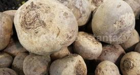 Consumați sfeclă roșie! Contribuie la detoxifierea organismului