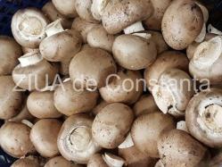 Foarte bune pentru înlăturarea oboselii, ciupercile ajută mult în dietele de slăbire