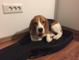 UPDATE! Câine pierdut în Constanța, zona Cireșica. Este rasa beagle. Apelul proprietarului (video)