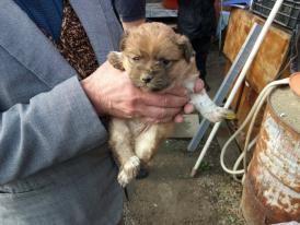 UPDATE. Operațiune pentru salvarea unui căţel, la Ovidiu. A căzut în hazna, dar a fost salvat (galerie foto)      