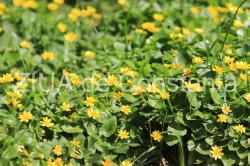 Poezia Zilei Irina Lucia Mihalca - O cale de flori