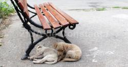 Toate animalele au nevoie de un stăpân care să aibă grijă de ele. Azi, se face un apel la compasiune