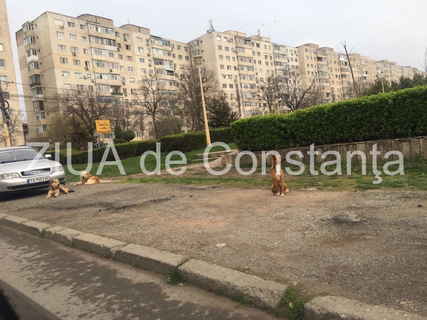 constanta o haita de caini s a repezit la un copil in parc la casa de cultura langa liceul de arta incredibil