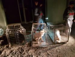 Copil fugărit, ieri, de patru câini mari la Constanţa. Azi, a început strângerea câinilor fără adăpost!  