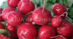 De ce sunt ridichile importante pentru sănătate