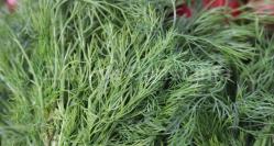 Mărarul, proprietăţi şi beneficii ce fac viaţa mai uşoară