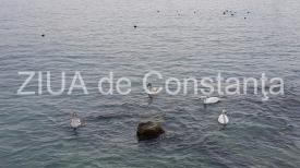 Irina Lucia Mihalca - Ca visul din vis…