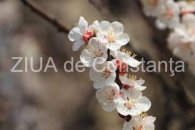 CREATII NATURALE VERSUS CREATII OMENESTI  