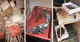 UPDATE Controale ale inspectorilor CJPC la depozitele de peşte. Ce au descoperit la faţa locului! (galerie foto+video)        