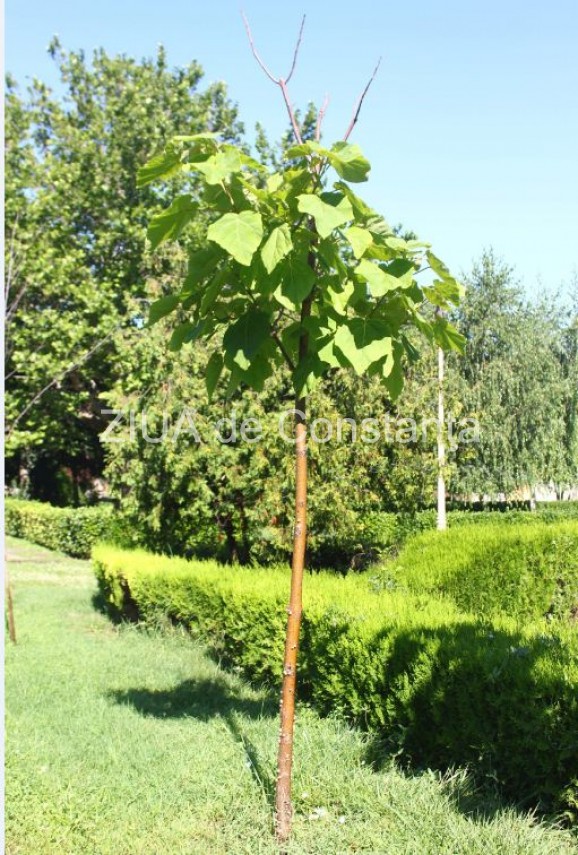 Constanța Cum Arată Arborii Paulownia Plantați In Parcul Tăbăcărie Anul Trecut Ce Este Paulownia Cat Crește Intr Un An Cați S Au Plantat