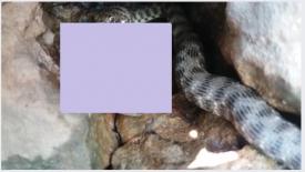 Pe malul Dunării la Hârșova. Minunați-vă ca și tânărul care a filmat șarpele lângă Cetatea Carsium. Ce înghițea reptila  