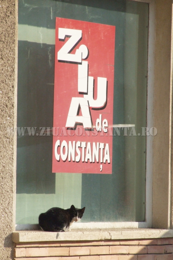 ziua internationala a pisicii animalul de companie perfect imagini inedite cu pisici surprinse in diverse