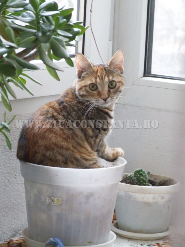 ziua internationala a pisicii animalul de companie perfect imagini inedite cu pisici surprinse in diverse