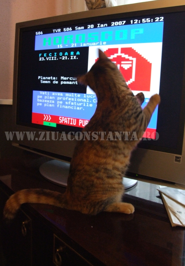ziua internationala a pisicii animalul de companie perfect imagini inedite cu pisici surprinse in diverse