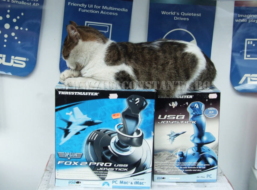 ziua internationala a pisicii animalul de companie perfect imagini inedite cu pisici surprinse in diverse