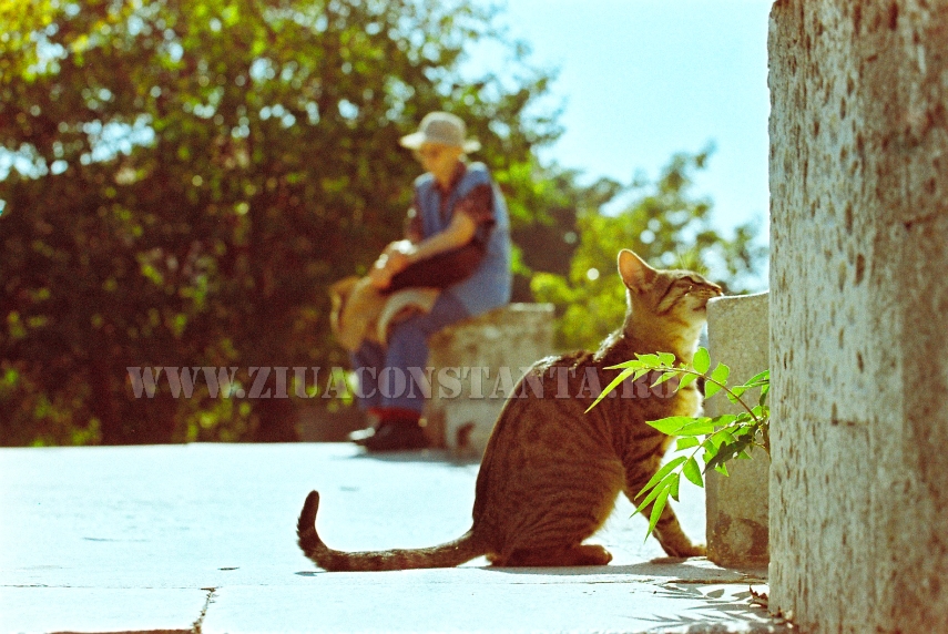 ziua internationala a pisicii animalul de companie perfect imagini inedite cu pisici surprinse in diverse