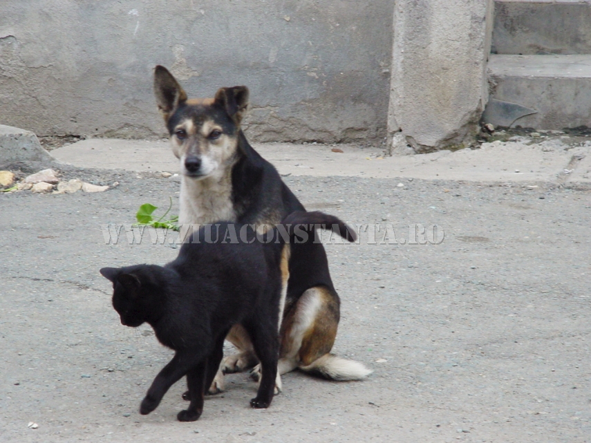 ziua internationala a pisicii animalul de companie perfect imagini inedite cu pisici surprinse in diverse