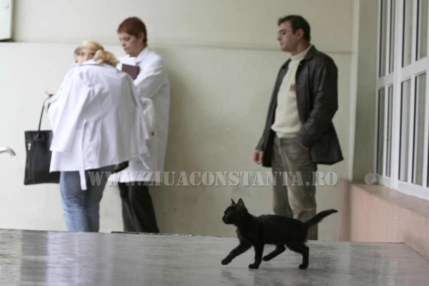 ziua internationala a pisicii animalul de companie perfect imagini inedite cu pisici surprinse in diverse