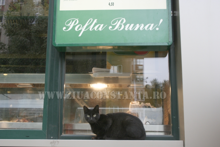 ziua internationala a pisicii animalul de companie perfect imagini inedite cu pisici surprinse in diverse