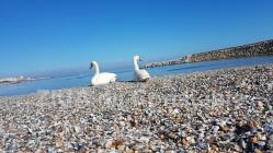 Iubito, eu ți-am cumpărat (Cuvinte, vorbe și palavre)