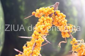 Uleiul de cătină încetinește îmbătrânirea pielii