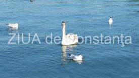 Irina Lucia Mihalca Cuvântul îşi începe tăcerea