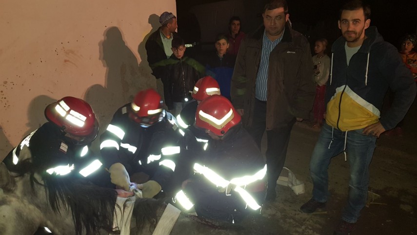 interventie dificila pentru pompierii din babadag au fost chemati sa salveze un cal unde a cazut animalul