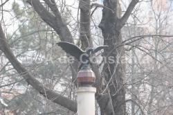 #scrieDobrogea Zbor de... vultur în parcul Tomis 2, în amintirea Eroilor Regimentului 13 Artilerie (galerie foto) 