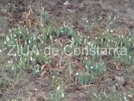 Imaginea zilei. Vestitorii primăverii și-au făcut apariția la Constanța. Ghioceii sfidează capriciile iernii 