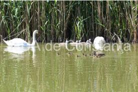 Irina Lucia Mihalca - Scrisoare în roşu asfinţit