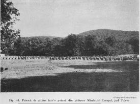 #citeşteDobrogea Unde sunt pădurile de altădată din Dobrogea? Lucrări din Biblioteca Virtuală ZIUA de Constanța    