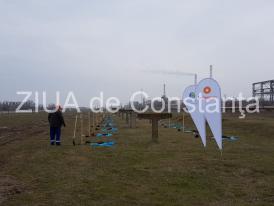 Imagini de la eveniment. Angajaţii Rompetrol plantează sute de platani la intrare în Năvodari (galerie foto-video)  