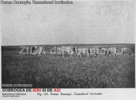 #citeşteDobrogea Laptele falsificat şi amestecurile de uleiuri, la control. Lucrări din Biblioteca Virtuală ZIUA de Constanţa    