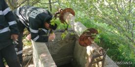 Intervenție inedită la Cogealac, județul Constanța. Două pisici au căzut în fântână   