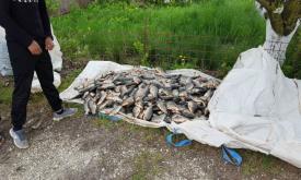 Trei persoane au fost depistate în timp ce transportau cu maşina 160 de kilograme de peşte. Marfa a fost confiscată