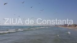 Drumul viselor   Irina Lucia MIHALCA