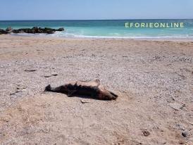 Delfin mort pe plaja de la Eforie (galerie foto)