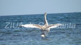 Poezia zilei Confuzia Timpului 